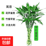 富贵竹水培绿植客厅招财花卉绿植室内办公室瓶插年宵花春节装饰 5支富贵竹65cm（分开下单满2单赠送营养液）