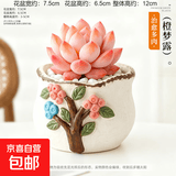 多肉小盆栽仙人球绿植带盆办公室桌面室内植物名贵仙人掌幼儿园礼 橙梦露+D112盆（送铺面石+肥料+土）