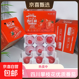 正宗攀枝花沙瓤西红柿露天生吃粉果番茄新鲜采摘非普罗旺斯西红柿 净重大果【120克+】 5斤 彩箱托盘