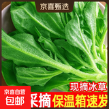 【送沙拉酱】新鲜冰草冰菜沙拉菜火锅即食生吃生菜送沙拉酱西餐厅 新鲜冰草3斤