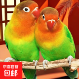 爱情鸟活体鹦鹉健康可爱 爱情鸟一只公