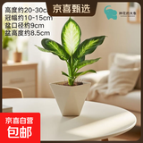 玛丽安盆栽绿植室内桌面懒人好养活四季耐阴净化空气观叶花卉植物 玛丽安+方韵树脂套盆 无规格