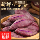 2025新鲜紫薯现挖小紫薯红薯地瓜芋头直播间超市应季生鲜蔬菜 小紫薯迷你宝宝薯 （单果1两以下） 1斤含箱