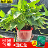 绿萝盆栽室内植物花卉净化空气绿植水培垂吊大叶绿萝新房客厅家用 【整高30cm盆口16】红盆吸水4盆送肥料