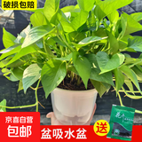 绿萝盆栽室内植物花卉净化空气绿植水培垂吊大叶绿萝新房客厅家用 【整高30cm盆口16】原装吸水8盆送包肥料