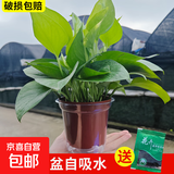 绿萝盆栽室内植物花卉净化空气绿植水培垂吊大叶绿萝新房客厅家用 【整高20cm盆口11】原盆吸水2盆送肥料