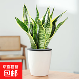 金边虎皮兰盆栽多肉植物水培好养绿植室内花卉客厅大型虎尾兰阳台 虎皮兰30cm3棵【懒人盆】