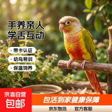 (小太阳鹦鹉)手养亲人小太阳鹦鹉雏鸟可学舌活体宠物鹦鹉活鸟 超高趴凤梨雏鸟（带卡）包活到家