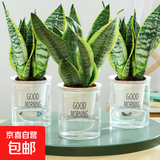 金边虎皮兰盆栽多肉植物水培好养绿植室内花卉客厅大型虎尾兰阳台 【推荐3盆装】30cm3棵虎皮兰【早安盆】