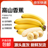 广东高山香蕉当季新鲜生鲜水果薄皮青蕉现摘现发水果源头产地直发 【9斤装】广东高山甜香蕉