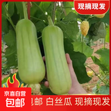 湖南本地白丝瓜白玉丝瓜清甜可口现摘现发新鲜蔬菜生鲜 白丝瓜 2斤 ±0.2斤* 1箱