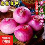 京喜加河南新鲜紫皮洋葱水果洋葱脆嫩葱头圆葱超市蔬菜生鲜调料即食凉拌 精选紫洋葱250g毛重