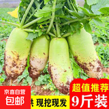 京喜加青头白萝卜新鲜生吃凉拌农家蔬菜当季水果萝卜火锅配菜泡菜 5斤装