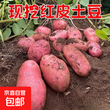【真便宜】红皮土豆高原黄心土豆马铃薯红皮黄心洋芋 蔬菜水果 5斤大果【单果150g+】