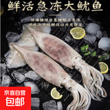 新鲜大鱿鱼特大号野生鱿鱼整条乌贼批发冷冻生鲜大章鱼鲜活八爪鱼 海捕野生 整条发货  /袋 450g(净重)  一袋尝鲜装