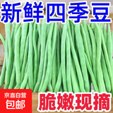 【东东买菜】新鲜四季豆无筋豆现摘豆青豆角炒菜农家当季蔬菜整箱 云南高山四季豆净重5斤【家庭实惠装】
