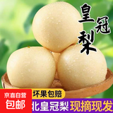 京喜加河北皇冠梨蜜梨冰糖梨脆甜远达新10 河北皇冠梨带箱9斤装