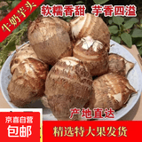 山东牛奶小芋头新鲜芋艿红薯地瓜农家蔬菜早餐辅食直播间超市 正宗山东牛奶毛芋头【5斤装】 含箱