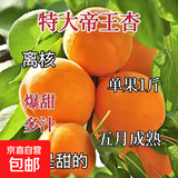 杏树树苗嫁接特大帝王杏子早熟果树盆栽南方北方种植耐寒当年结果 帝王杏 6年苗【当年结果壮苗】