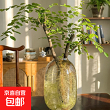 带花瓶 小叶女贞水培毛叶丁香老桩造型树丁香木四季常青观叶植物 小叶女贞（50-60厘米）+琥珀色大肚瓶+吊卡 造型随机（发货）