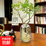 带花瓶 小叶女贞水培毛叶丁香老桩造型树丁香木四季常青观叶植物 小叶女贞（高约：70厘米）+灰色大肚瓶+在树下吊卡 造型随机（发货）