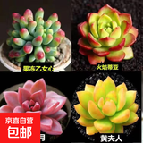 多肉植物精选图片品种发货照图办公室室内阳台桌面 乙女心+蒂亚+姬胧月+黄丽+盆土