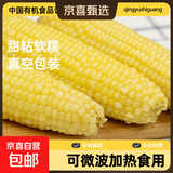 有机白糯玉米 黑玉米 黑糯白玉米粘黏真空装包装 【有机认证】白糯玉米8根 单棒＞200g