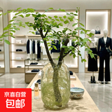 带花瓶 小叶女贞水培毛叶丁香老桩造型树丁香木四季常青观叶植物 小叶女贞（高约：70厘米）+琥珀色大肚瓶+吊卡 造型随机（发货）