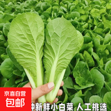 山东农家种植新鲜奶油小白菜时令蔬菜绿叶菜涮菜清脆巨嫩好吃 【泡沫箱发货-到手鲜】小白菜（1斤）