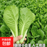 山东农家种植新鲜奶油小白菜时令蔬菜绿叶菜涮菜清脆巨嫩好吃 【泡沫箱发货-到手鲜】小白菜（2斤）