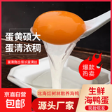 新鲜红树林海鸭蛋正宗广西红树林海鸭蛋蛋黄饱满无腥味60-80克 新鲜红树林海鸭蛋60-80克40枚