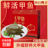 外塘甲鱼礼盒鲜活外塘青黄公鳖生态甲鱼野外放养团鱼王八老鳖活体 手提礼盒送礼必备 青黄公鳖（2-2.3斤）