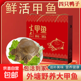 精品甲鱼礼盒鲜活外塘青黄公鳖生态甲鱼野外放养团鱼王八老鳖活体 礼盒装送礼必备 青黄公鳖（2-2.3斤）