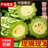 新鲜现摘绿色苦瓜当季凉瓜清脆爽口清热降火新鲜蔬菜生鲜 山东新鲜苦瓜 2斤 带箱