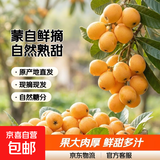 云南蒙自甜枇杷新鲜水果当季长虹琵琶枇杷现摘树上熟整箱 3斤尝鲜装（单果重30克+）