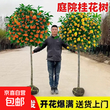 桂花树苗盆栽室内四季桂花卉植物金桂丹桂庭院大树浓香型绿植开花 【四季桂】粗2cm 高1.3-1.4米土球发货