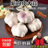紫白皮蒜水果大蒜超市即食生鲜蔬菜大蒜 【尝鲜】3头 50g 单果3.5-5cm