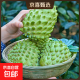 京喜加当季云南凤梨释迦果佛头果新鲜番荔枝释迦应季水果 4个单果150g起净重1.2斤