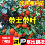 广西无籽砂糖橘子树苗南北方种植家庭庭院沙糖桔果树带土盆栽 【带土带叶】3年精选苗（当年结果） 81cm(含)-110cm(含)