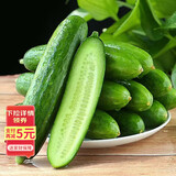 京鲜生 精品嫩水果黄瓜 净1.6斤单果70g左右 水嫩精选幼瓜 源头直发
