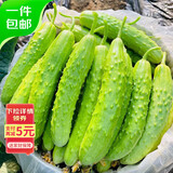 京鲜生 海阳白玉黄瓜 净重3斤 生吃水果黄瓜 新鲜现摘减脂餐 源头直发
