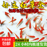 金鱼草金鱼观赏鱼冷水好养耐活小鱼苗锦鲤 5-7cm 红草金买50条送50条送备损两包裹