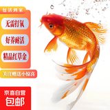 冷水观赏鱼草金鱼养不死耐活包邮包活宠物新手练手鱼 1-3厘米送小包鱼粮 混搭精品红草金4条+2条备损