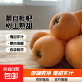 云南蒙自甜枇杷新鲜水果当季长虹琵琶枇杷现摘树上熟整箱 3斤尝鲜装（单果重20克+）