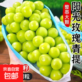 阳光玫瑰葡萄晴王青提香水提子山西新鲜水果一斤也是批发价 带箱2斤大果【单果克重10g-20g】（净重约1.5斤）