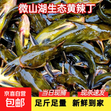 微山湖黄骨鱼鲜活现杀新鲜昂刺鱼黄辣丁淡水小河鱼昂刺鱼营养滋补 黄辣丁（每斤3~5条） 1斤装-活鱼现杀（宰杀损耗20%）