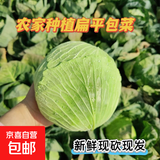 湖北农家新鲜扁包菜圆白菜卷心菜水果甘蓝蔬菜凉拌清炒火锅食材 新鲜包菜2.5-3斤含箱