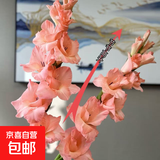 粉红色剑兰节节高鲜花年宵花广州发春节装饰情人节礼物长65-70cm 粉色剑兰10支