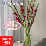 粉红色剑兰节节高鲜花水养插花室内新鲜花广州520 七夕母亲节礼物 红色剑兰5支