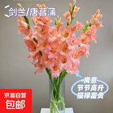 粉红色剑兰节节高鲜花年宵花广州发春节装饰情人节礼物长65-70cm 粉色剑兰8支